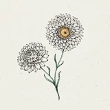 Jora Dahl Slamnik Helichrysum Bracteatum "white"