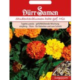 Dürr Samen žametnica - visoka rast s polnim cvetom | Shoptok.si