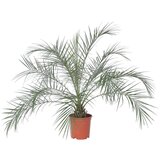 Plant in a Box kanarski datljevec - phoenix roebelenii - višina 80-90cm - ⌀21cm, (21758001) Cene