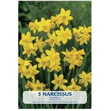  Cvjetne lukovice Narcisa Tete á Tete (Žuta, Botanički opis: Narcissus) | shoptok.hr