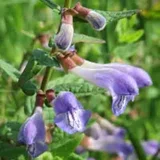 Bio virginska čeladnica (Scutellaria) - 100 zrn.