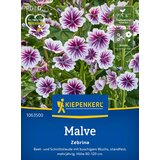 KIEPENKERL Zebra-Malve "Zebrina" - 1 pkt. Cene