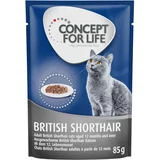Concept for Life 10 € popusta na 48 x 85 g mokro hrano! - British Shorthair Adult (ragu)
