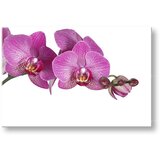  Slike na platnu cveće (moderne slike na platnu) | ePonuda.com