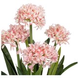 Ixia Umjetna biljka (visina 100 cm) Hyacinth – | shoptok.hr