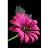 Magic Toys Dijamantna slagalica: Set za dijamantno slikanje Gerbera 10x15cm | shoptok.hr