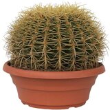 Plant in a Box zlati sodasti kaktus - echinocactus grusonii - višina 25-35cm - ⌀25cm, (21758193) Cene