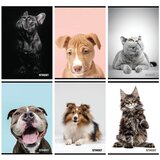 STREET zvezek friends a4/1cm karo 54l | Shoptok.si