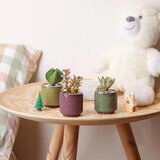 T4U 4x keramični lončki za sukulente z bambusovimi podstavki | Shoptok.si