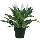Rasadnik Topalović spathiphyllum | ePonuda.com