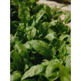 Venture Home poster Green Leaf 30 × 40 cm, zeleni | shoptok.hr