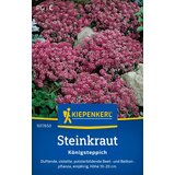 KIEPENKERL Grobeljnik "Alyssum vijoličen" - 1 pkt. | Shoptok.si