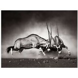  Tapeta - Gemsbok fight 200x154 | shoptok.hr