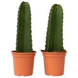 Plant in a Box Mleček - 2 kos - Euphorbia ingens - Višina 40-50cm - ⌀18cm, (21758115) | Shoptok.si