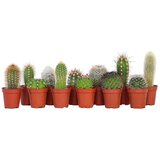Plant in a Box mešanica za mini kaktuse - 12 kos - cactus - višina 5-10cm - ⌀5,5cm, (21758179) Cene
