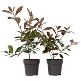 Plant in a Box fotinija - 2 kos - photinia fraseri 'red robin' - višina 30-40cm - ⌀17cm, (21757436) Cene