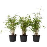 Plant in a Box bambus - 6 kos - fargesia papyrifera 'grex' - višina 30-40cm - ⌀13cm, (21757544) Cene