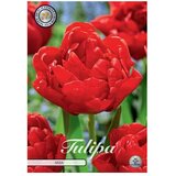  Cvjetne lukovice Tulipan Abba (Crvena, Botanički opis: Tulipa) Cijene