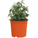  Lonac za cvijeće 100 pcs Keramika Ø 15 x 12.5 cm Plastika | shoptok.hr