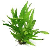 Rainforest microsorium pteropus | ePonuda.com