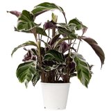 Plant in a Box Kalateja - Calathea Lietzei 'White Fusion' - Višina 30-40cm - ⌀14cm, (21758088) | Shoptok.si