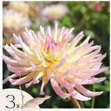 Plant in a Box korenine dalije - 3 kos - dahlia 'cabanna banana' - cvetne čebulice, (21757587) Cene