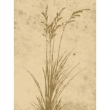 Venture Home poster Plant Art 30 × 40 cm, bež | shoptok.hr