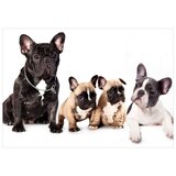 Tapeta - French Dogs 300x210 | shoptok.hr