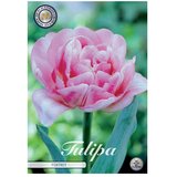  Cvjetne lukovice Tulipan Double Early Foxtrot (Roza, Botanički opis: Tulipa) Cijene