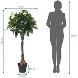 MID.YOU Umetna Rastlina Pachira | Shoptok.si