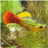 Akvarijum Centar Xiphophorus maculatus var. - Plati variatus | ePonuda.com