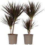 Plant in a Box dracena - 2 kos - dracaena marginata 'magenta' - višina 70-80cm - ⌀17cm, (21757909) Cene