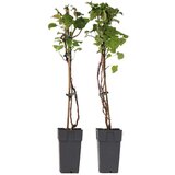 Plant in a Box hortenzija - 2 kos - hydrangea anomale petiolaris - višina 60-70cm - ⌀15cm, (21757595) Cene