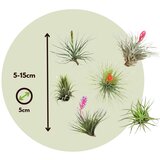 Plant in a Box Tilancija - 12 kos - Tillandsia - Višina 5-15cm - ⌀5cm, (21758302) | Shoptok.si
