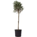 Plant in a Box oljka - olea europaea - višina 90-100cm - ⌀21cm, (21757809) Cene