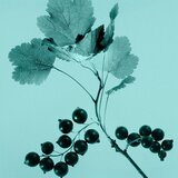 Tiffany & Co. Sheer toaletna voda za ženske 50 ml | Shoptok.si