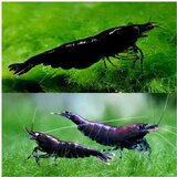 Akvarijum Centar Black shrimp | ePonuda.com