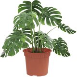  Okrugla saksija za cveće 24 pcs Crvena cigla Ø 12,5 x 10 cm | shoptok.hr