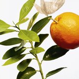 GOUTAL L’Ile au Thé toaletna voda uniseks 100 ml | shoptok.hr
