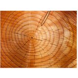  Tapeta - Annual rings on a tree trunk 200x154 | shoptok.hr