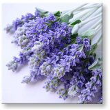  Slike na platnu cveće (moderne slike na platnu) | ePonuda.com