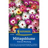KIEPENKERL Hardy Iceplant "bujna mešanica" - 1 pkt. | Shoptok.si