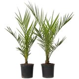 Plant in a Box kanarski datljevec - 4 kos - phoenix canariensis - višina 50-60cm - ⌀15cm, (21757525) Cene