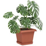  Kvadraten cvetlični pladenj 24 pcs Kamnito rdeča 15 x 15 x 2 cm, (5000207826) | Shoptok.si