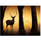  Tapeta - Deer in his natural habitat 200x154 | shoptok.hr
