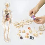 Jojoy 3D model za učenje anatomije človeškega telesa | FLESHTOPIA, (21758468) | Shoptok.si