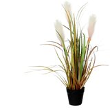MICA Ukrasna trava (Visina: 53 cm) | shoptok.hr