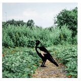 WALLXPERT Dekorativna figura Bird -A 02, 46x32 cm, 1.5 mm | Eponuda.ba