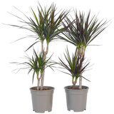Plant in a Box Dracena - 2 kos - Dracaena marginata - Višina 70-80cm - ⌀17cm, (21758326) | Shoptok.si