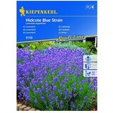 KIEPENKERL Sjeme cvijeća Lavanda Hidcote Blue Strain (Lavandula angustifolia, Plava) | shoptok.hr